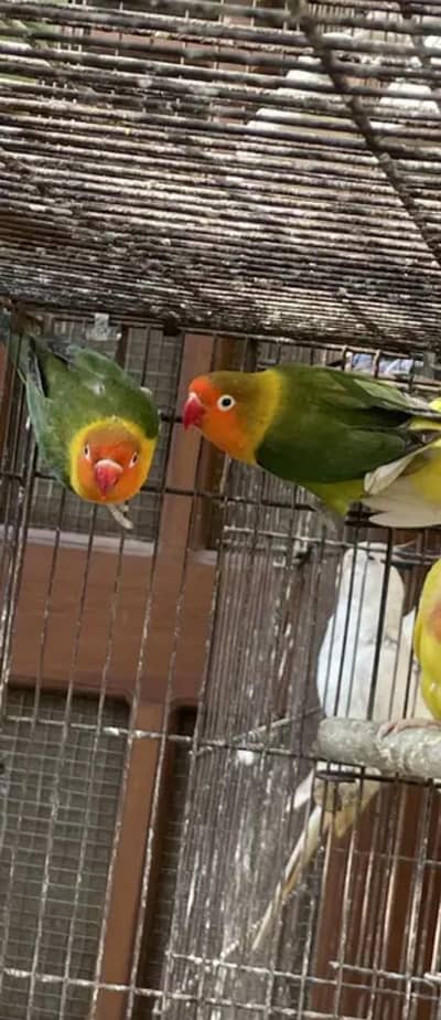 Love birds