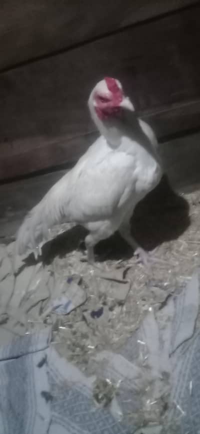 shamo ha or bohat achi nasal ha