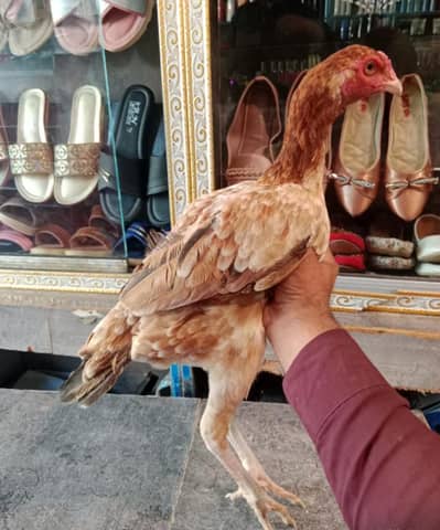 Aseel hen for sale  03049345853