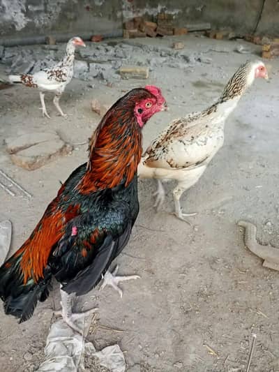 urgent sale krna hai Bohat achi breed ka patha hai 03079652852 call