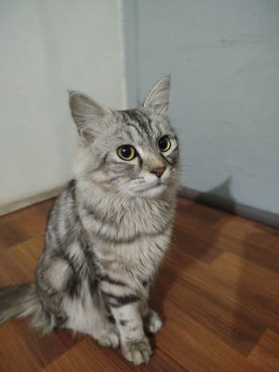Grey Persian cat
