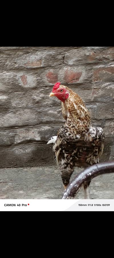 4sala 1male 2 females