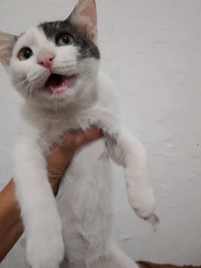 anyone who can afford it food can purchase it. . .