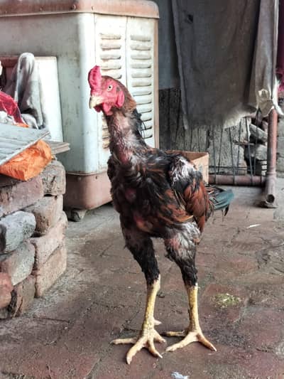 band gaddi murgha available