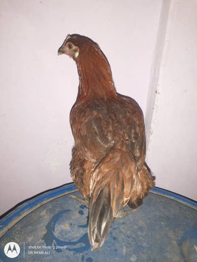 lohman brown or misri murgi egg layer