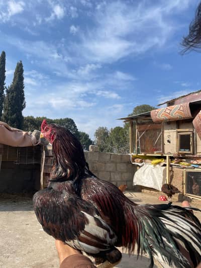 1 eye blind lasani breeder top quality