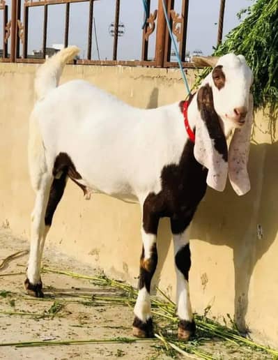 Rajanpuri bakra urgent for sale 03203884276