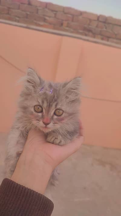 persian cat for sale