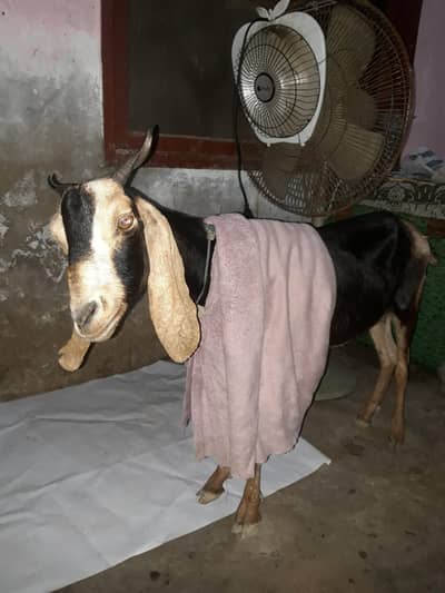 tapri bakri 3 month gaban