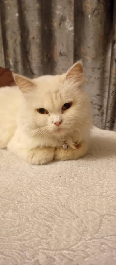 Persian cat