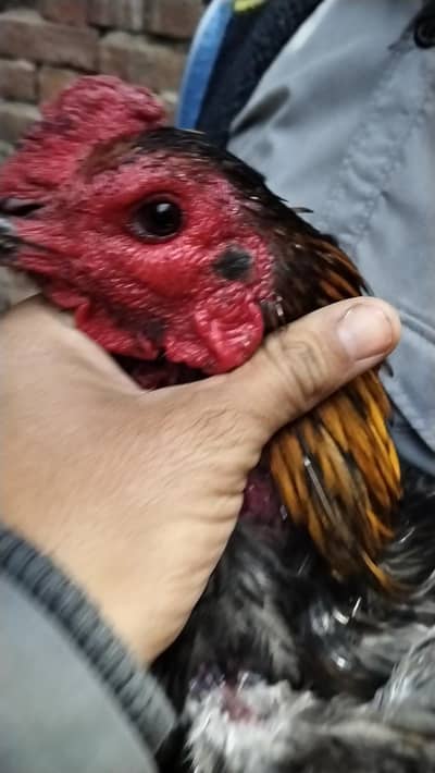 rajurakha268@gmail. com