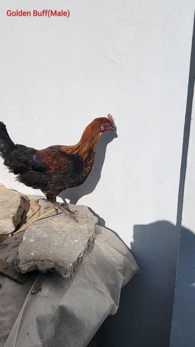 Desi males and females and aseel for sale in high quality egg female .