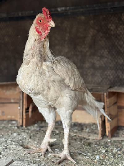 Heera for sale buht acha mazboot jod wait NOK nali