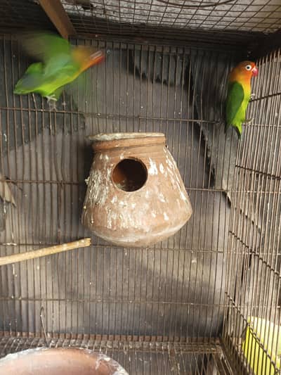 breader pair with Egg