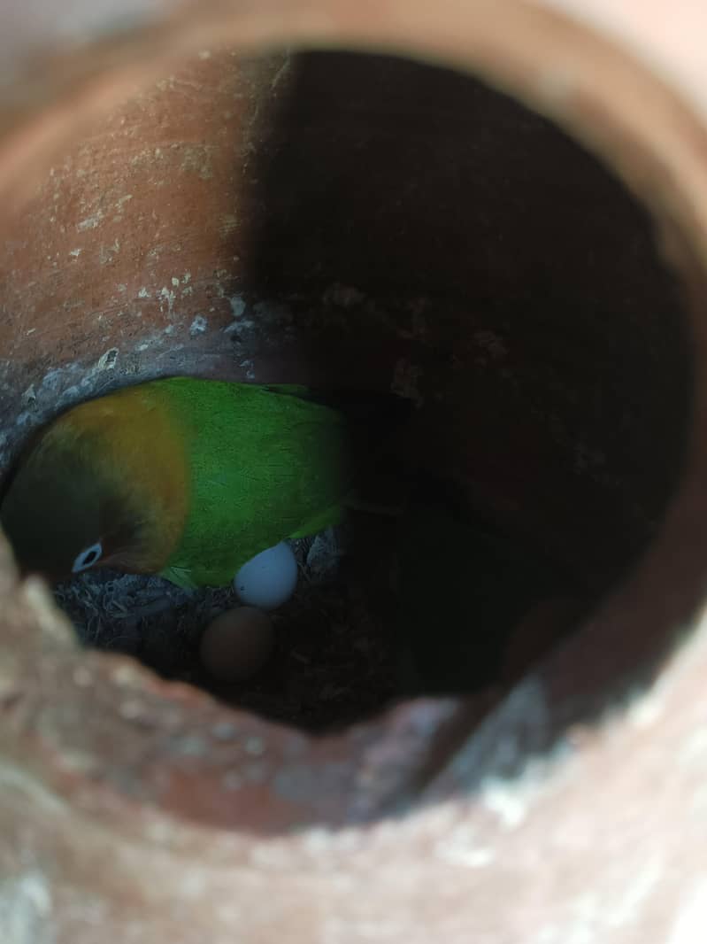 breader pair with Egg 1