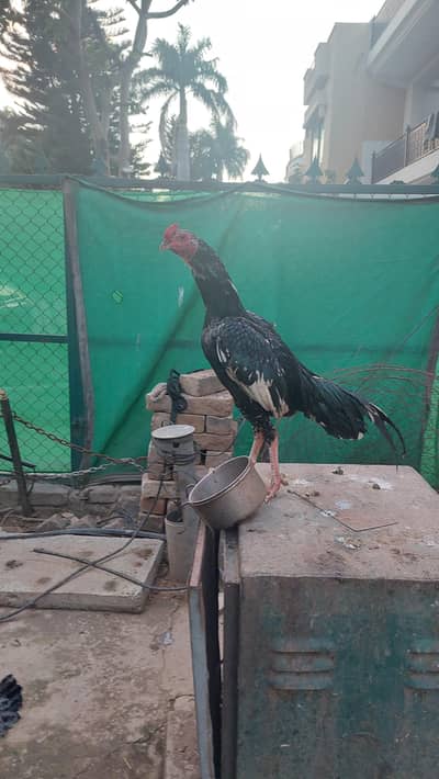 aseel and desi setup for sale reasnoble price.