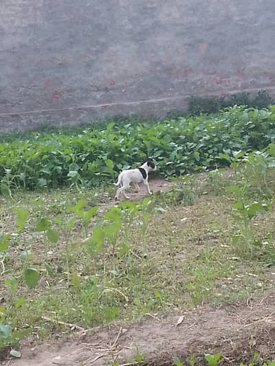 Ya  dog ha Jo ka ak make ha aor ya gar pa rakhni wala kota ha