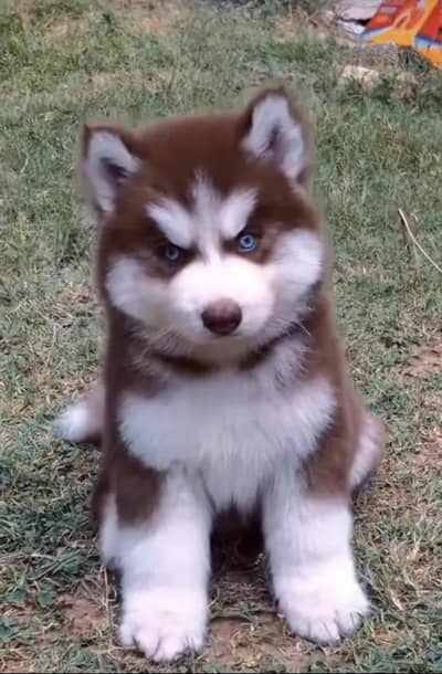 siberin husky puppies for sale