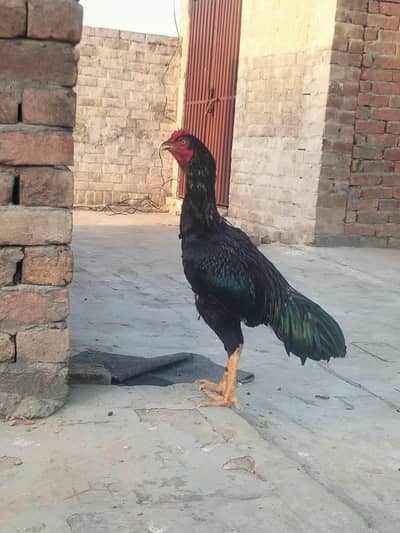 aseel/Turkish hint beautiful