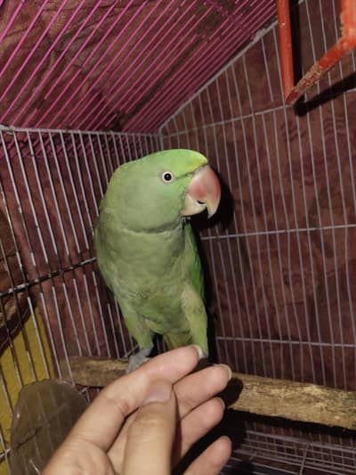 kashmrre raw parrot