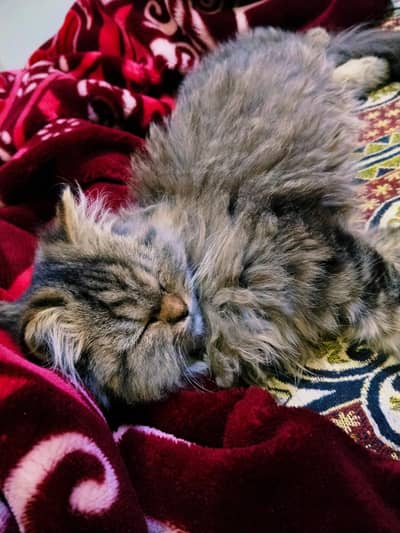 Persian kittens for sale