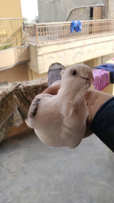 sentinent pigeon