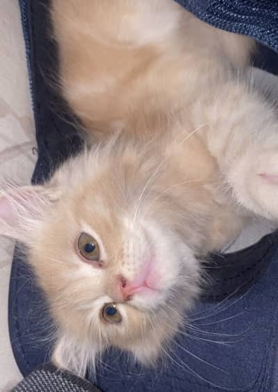 2 months old male kitten for sale