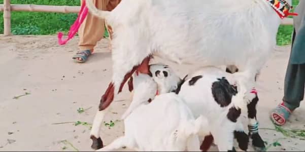 3 Bacchon Ka Sath Desi Bakri For Sale = 03147608930