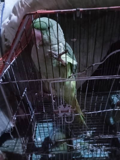 Female parrot 