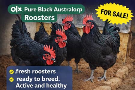 Australorp Hens & Roosters| Ready to eggs