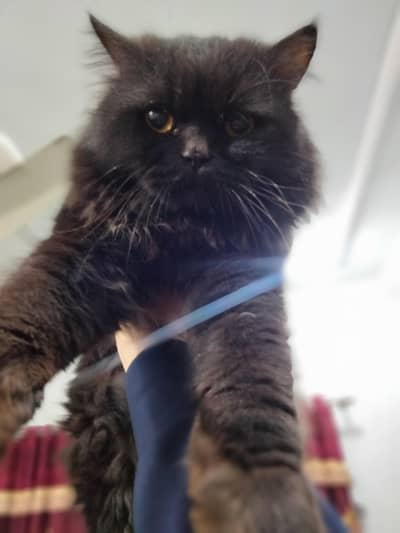 black Persian cat 1 year