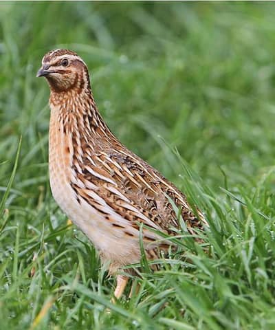 Batair available hain 160 bataira available for sale 03032766741