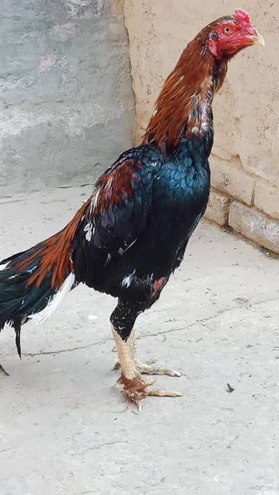 aseel murga 1 murgi 4