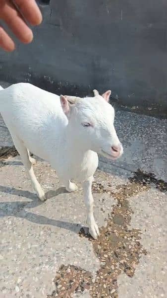 Gulabi teddy bakri goat chilai