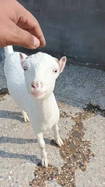 Gulabi teddy bakri goat chilai