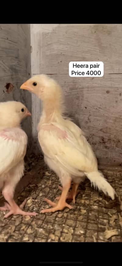 Heera chicks | Aseel chicks | paper white