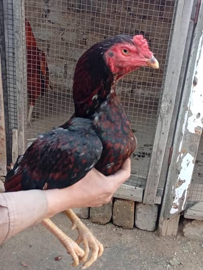 high . kawalti. hom. breed . band. joor   white. eye