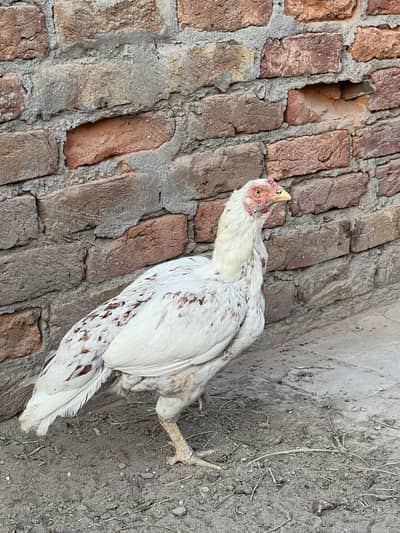 Aseel madi for sale location sargodha city ando bacho ki gurranty