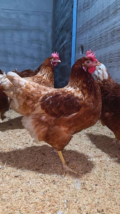 Lohman Brown Egg laying