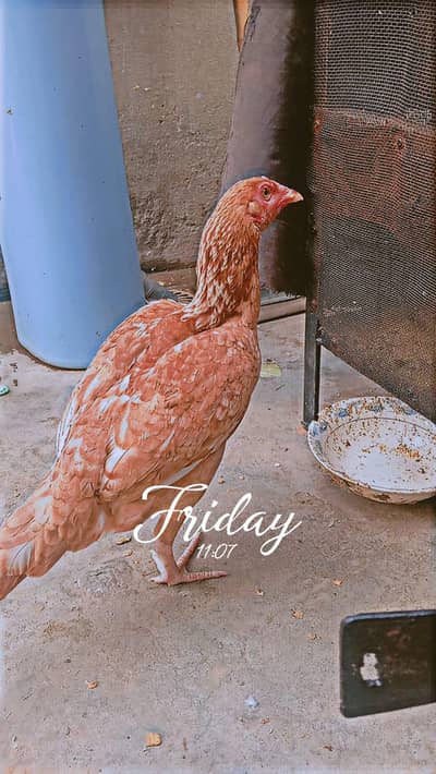 MasshAllah full healthy