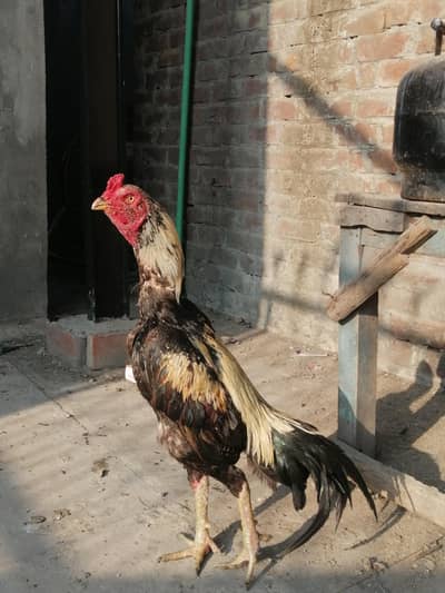 Pakistani+Thai chit cross