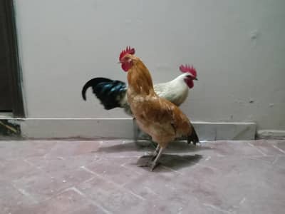 Ghar ke desi murgi ka pair