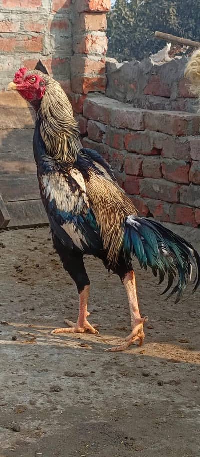 shoqeen boys contact mee. . .