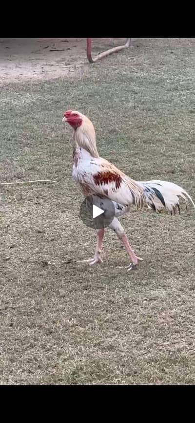 the male hen for sale