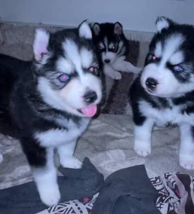 Top quality Alaskan Malumat Husky puppies