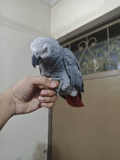 african grey semi tamed parrot with cage