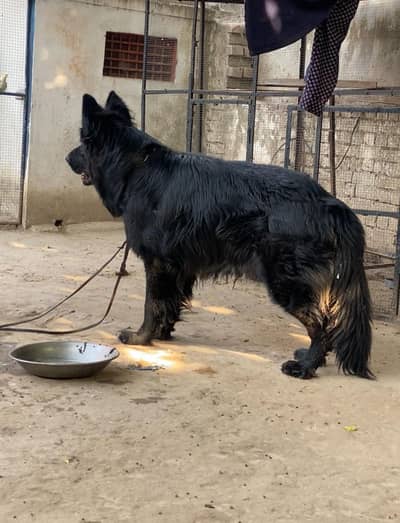 black shepherd male. full heavy bon