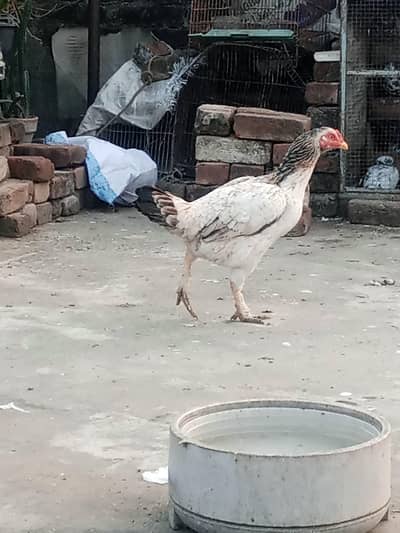 very beautiful home breed  2 female 1 male