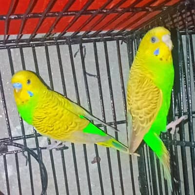 Budgie Breedar Pairs 03008658689 Australian Parrot