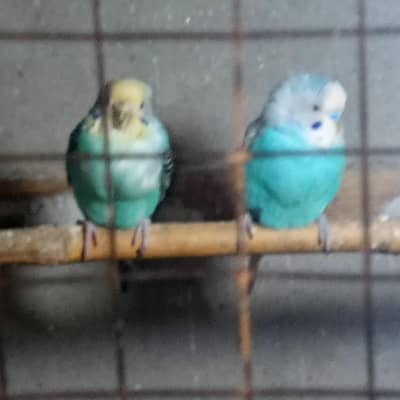 Budgie Breedar Pair 03008658689 Australian Parrot